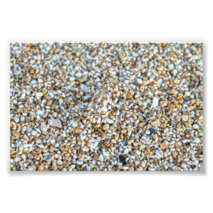 Impression Photo Crabe fantôme Camouflé sur une plage de Kauai, Haw