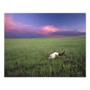 Impression Photo Crâne de buffle dans l'herbe de prairie près de Me