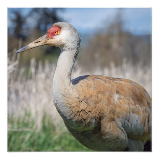 Impression Photo Crane View