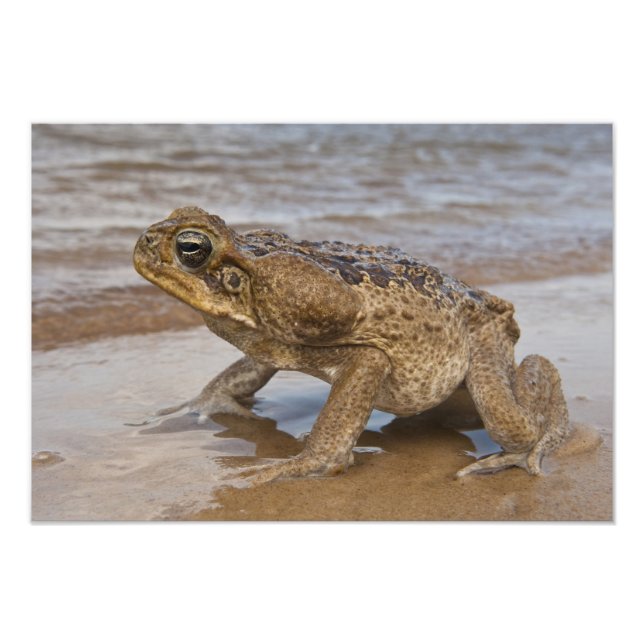 Impression Photo Crapaud bufle Rhinella marina, précédemment Bufo (Devant)