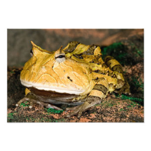 Impression Photo Crapaud cornu brésilien, Ceratophrys cornuta, 3