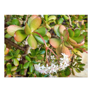 Impression Photo Crassula ovata
