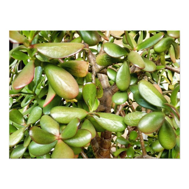 Impression Photo Crassula ovata (Devant)