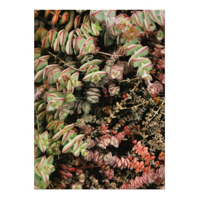 Impression Photo Crassula perforata (Devant)