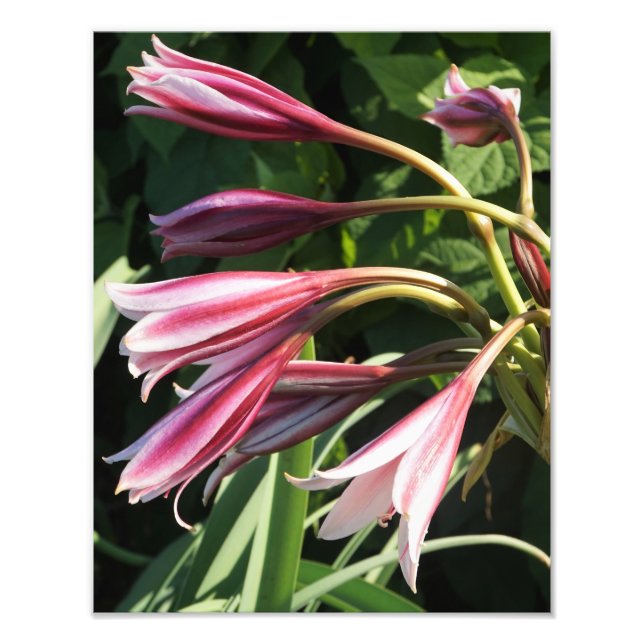 Impression Photo Crinum Lily 11 x 14 pouces (Devant)