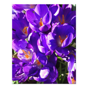 IMPRESSION PHOTO CROCUS DE PRINTEMPS