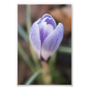 Impression Photo Crocus non ouvert