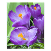 Crocus pourpre fleurit dans le jardin