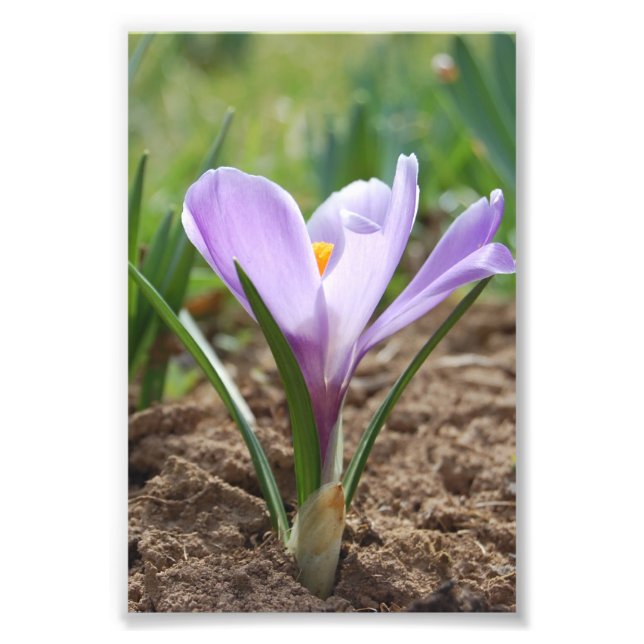 Impression Photo Crocus Vernus rose violet (Devant)