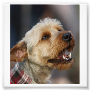 Impression Photo Croix du Terrier frontalier