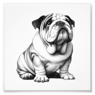 Impression Photo Croquis adorable de bulldog noir et blanc