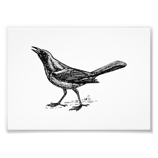 Impression Photo Croquis Vintage Gracker Bird (Devant)