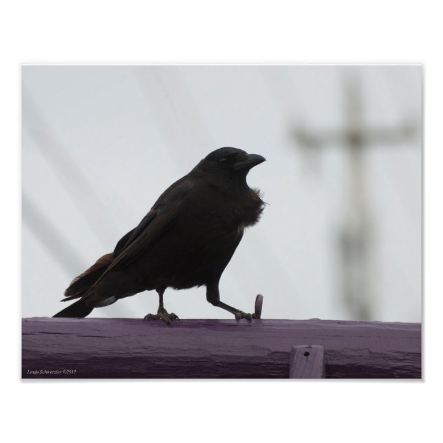 Impression Photo Crow 11X14 sur violet (Devant)