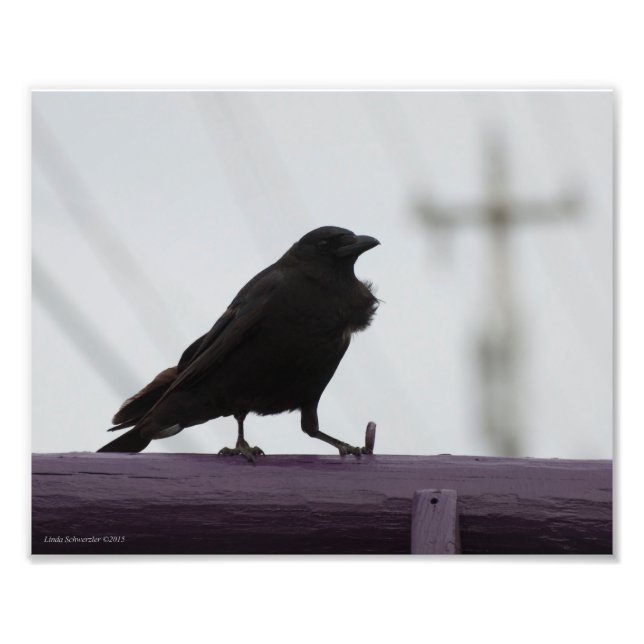Impression Photo Crow 8X10 sur violet (Devant)