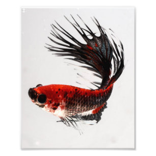 Impression Photo Crowtail Betta Fish
