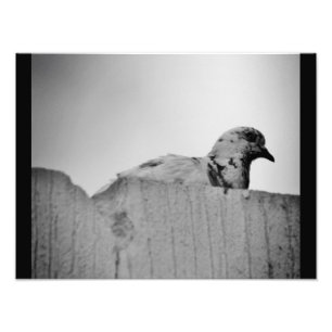 Impression Photo Curieux Pigeon