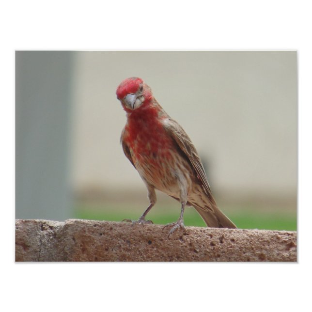 Impression Photo Curieux Red Finch (Devant)