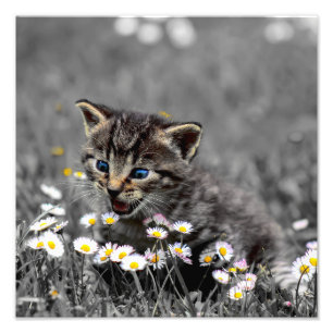Impression Photo Cute adorable Chat Kitten
