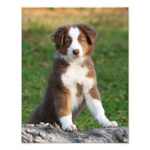 Impression Photo Cute Australian Shepherd Chien Chien Chiot Pet Pap