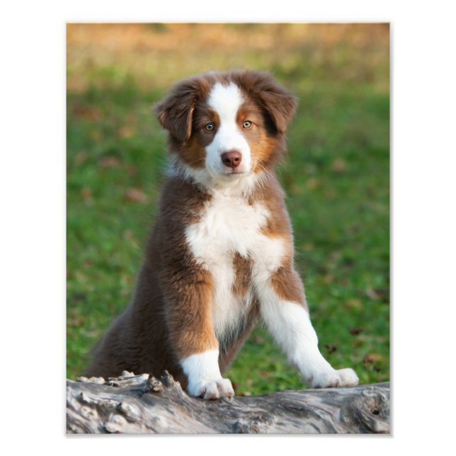 Impression Photo Cute Australian Shepherd Chien Chien Chiot Pet Pap (Devant)