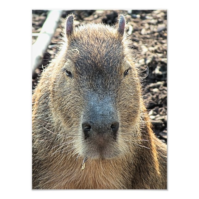 IMPRESSION PHOTO CUTE CAPYBARA (Devant)