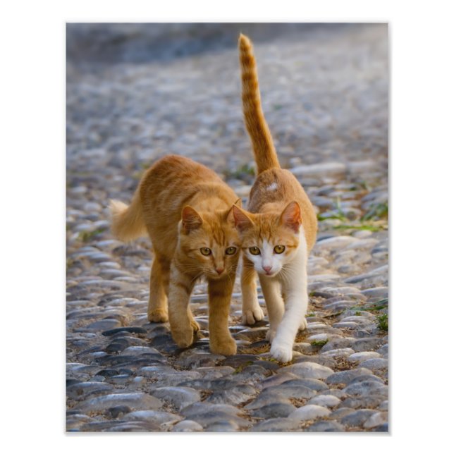 Impression Photo Cute Cat Kittens Marcher le même chemin - Paperpri (Devant)