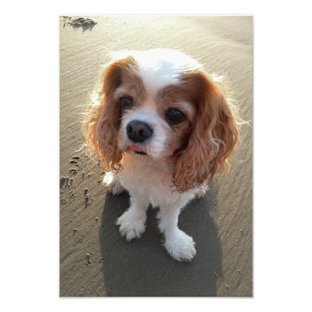 Impression Photo Cute Cavalier King Charles Spaniel Dog à la plage (Devant)