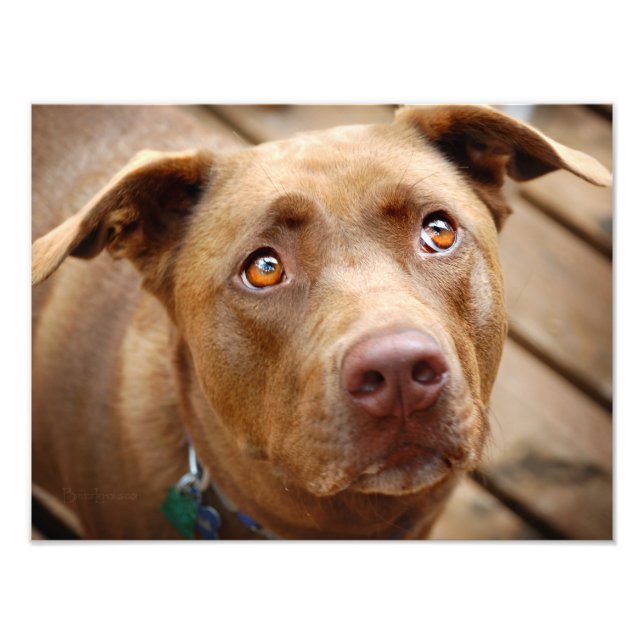 Impression Photo Cute chocolat Lab Pit Mix Portrait de chien 5 (Devant)