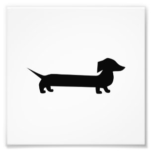 Impression Photo Cute Dachshund