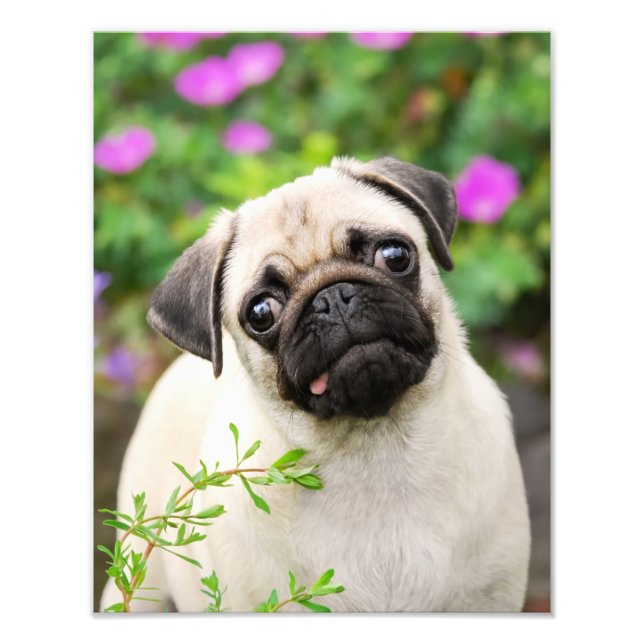 Impression Photo Cute Fawn couleur Carlin Chien Chien Chien Chien P (Devant)