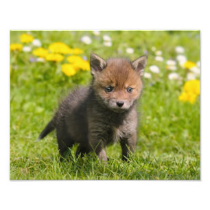 Impression Photo Cute Fluffy Red Fox Cub animal sauvage Baby -