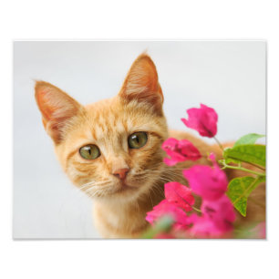 Impression Photo Cute Ginger Cat Kitten regarde Portrait -