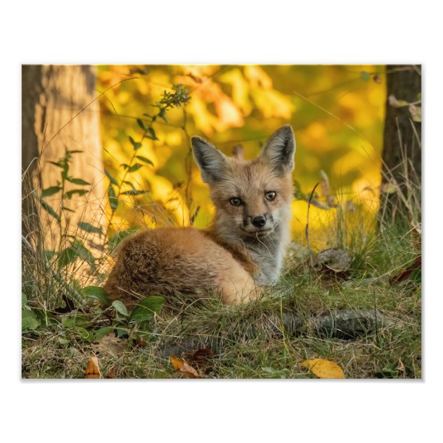 Impression Photo Cute Little Fox (Devant)