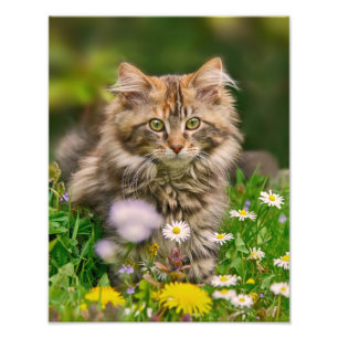 Impression Photo Cute Maine Coon Kitten Chat dans une prairie fleur