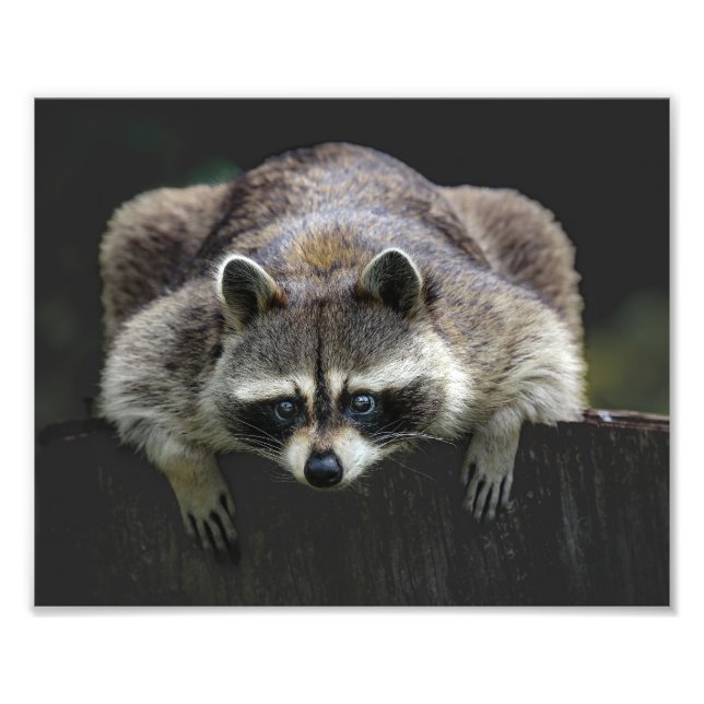 Impression Photo Cute Raccoon Assis Sur Une Faune De Bois (Devant)