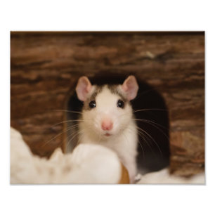 Impression Photo Cute rat