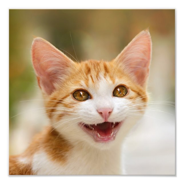 Impression Photo Cute Smiling Kitten Face Funny Cat Meow (Devant)