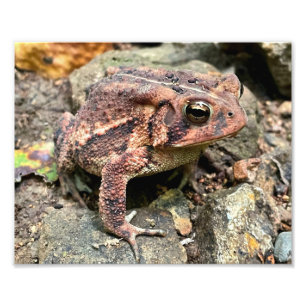 Impression Photo Cute Southern Toad Close Up