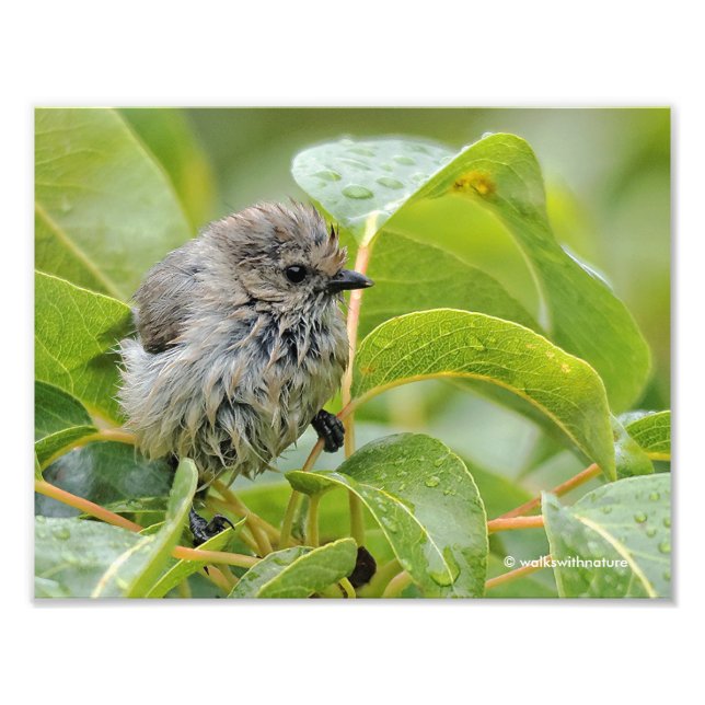 Impression Photo Cute Wet Young Bushtit Songbird sur le Laurel (Devant)