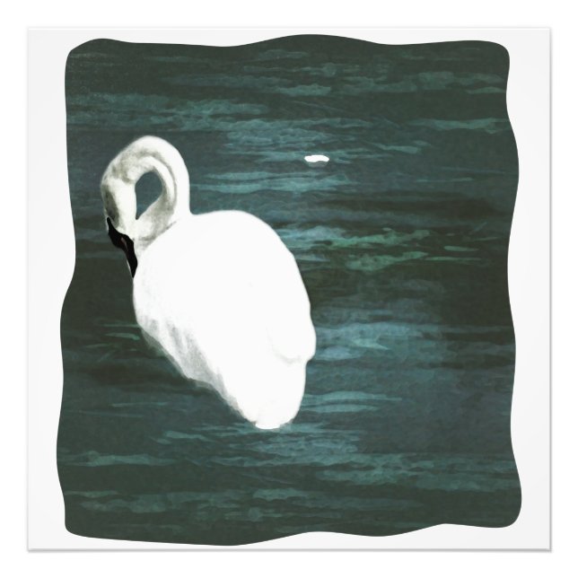 Impression Photo Cygne à l'étang (Devant)