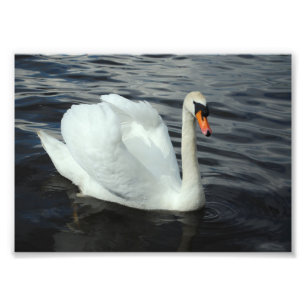 Impression Photo Cygne blanc