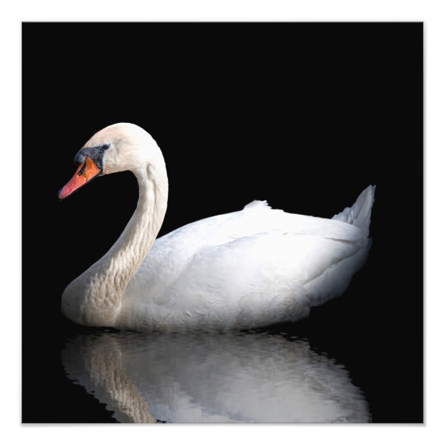 Impression Photo Cygne blanc sur noir (Devant)