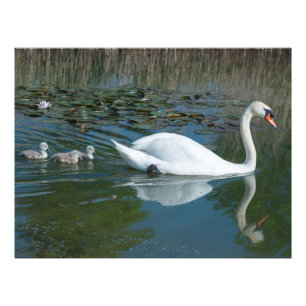 Impression Photo Cygne tuberculé blanc avec cygneaux canetons sur u