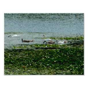 Impression Photo Cygnes aquatiques