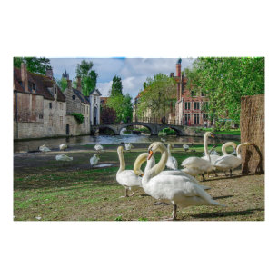 Impression Photo Cygnes blancs à Bruges