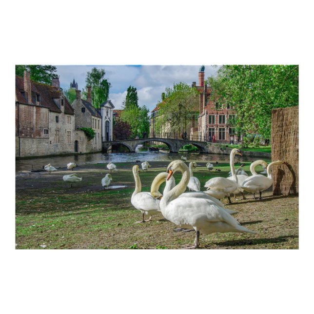 Impression Photo Cygnes blancs à Bruges (Devant)