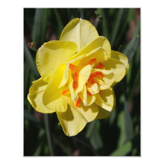 Impression Photo Daffodile de 11 po x 14 po