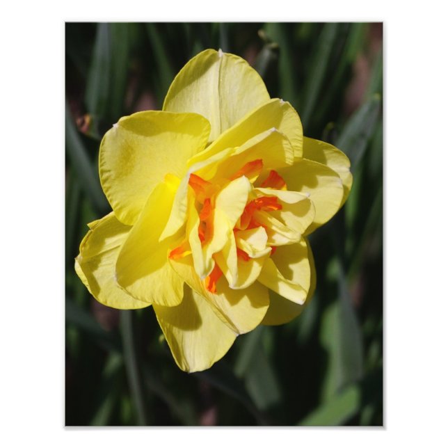 Impression Photo Daffodile de 11 po x 14 po (Devant)