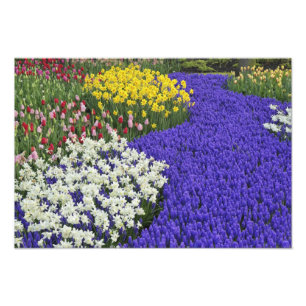 Impression Photo Daffodiles et l'Hyacinthe du raisin, Keukenhof