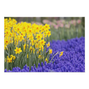 Impression Photo Daffodiles et l'Hyacinthe du raisin, Keukenhof 3
